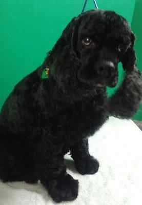 Applause4Paws Groom of Raven- the adorable black Cocker Spaniel girl- by Ms. Mary,