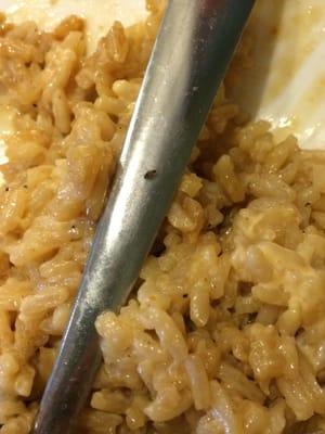 LIVE BUG crawling out of rice!!