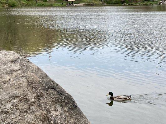 A duck might come me by when you're fishing. Posted 05/03/21