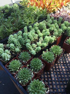 Succulents galore!! 4 for $5