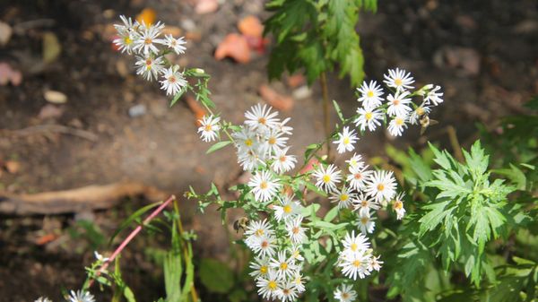 Daisies