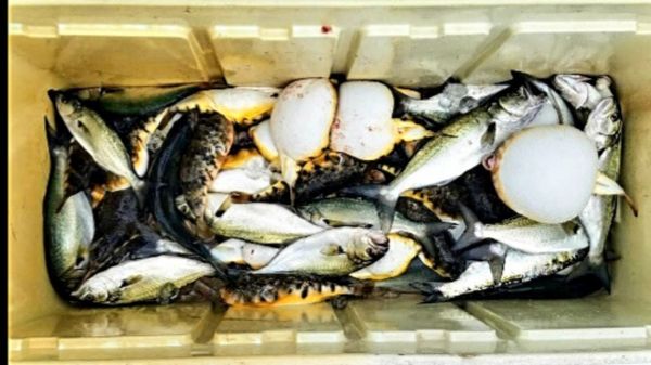 Box of Fish