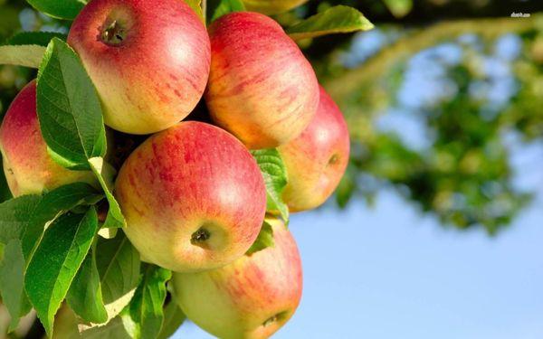 The old saying declared that, "An apple a day keeps the doctor away." Science has discovered there is truth in the saying.