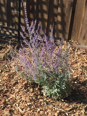 Perovskia atriplicifolia 'Blue Spire' (Russian Sage) 5 gallon; purchased at West Side Nursery