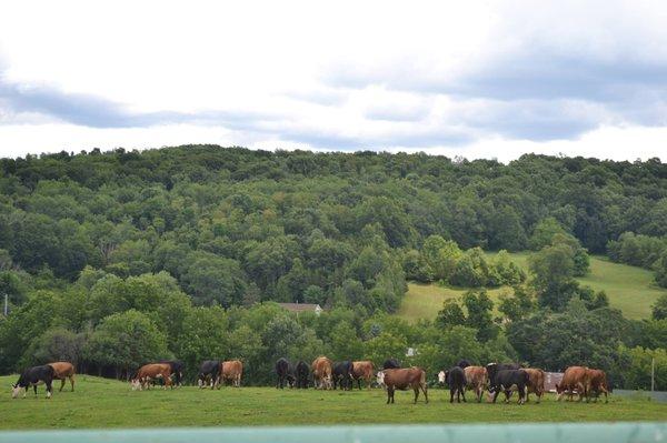 Brookfields Farm Beef