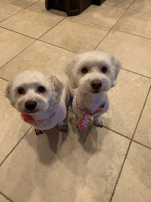 Stella (Cocker/Bichon) and Creep (Havanese/Poodle).  Perfect groom from only the best at Look N Dandy in Villa Park, IL!