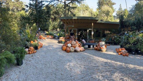 Pumpkins galore