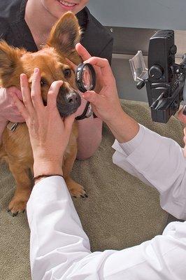 Eye Care for Animals