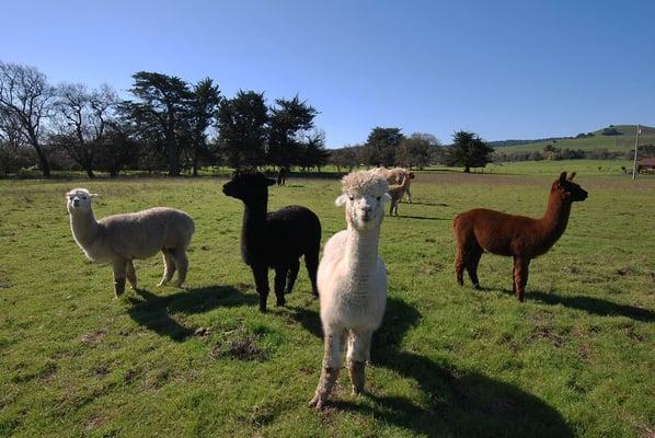 Friendly neighbors in the Sonoma Valley