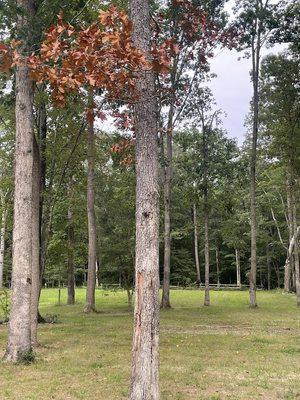 Another angle of the dead tree