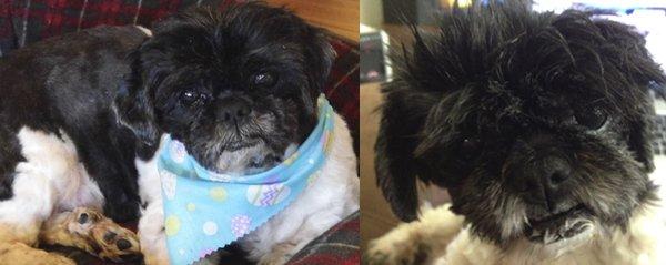 Molly did such an amazing job with our little girl. She was a 10 year old rescue and we trust Molly with her grooming