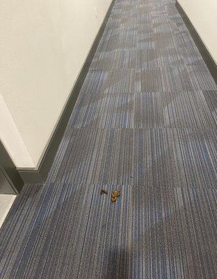 Dog shit in the hallway