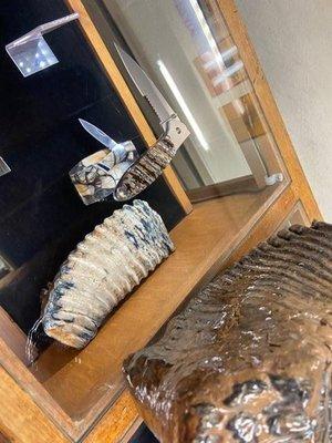 Woolly mammoth tooth and tusk