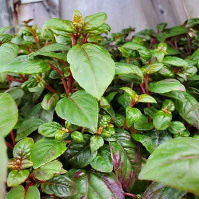 Fuchsias! Babies just arrived to be planted into baskets!