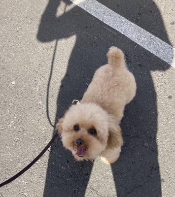 Gigi at Monrovia park after grooming.