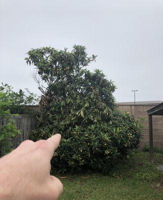 10. Kumquat tree Trim/Removal