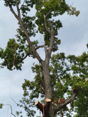 Hager's Tree Care