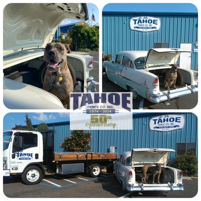 Tahoe Fence celebrating our 50th anniversary & "Hot August Nights" with our '55 Chevy, our newest 5500 Chevy, & Wally dog in Mound House