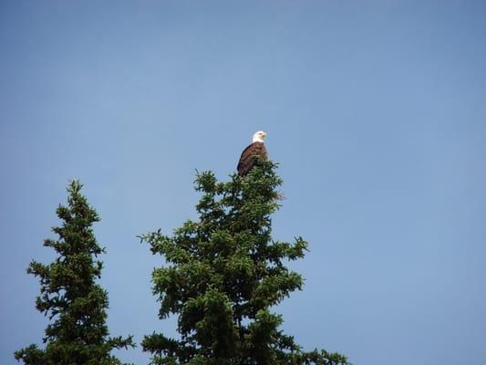 Alaskan Wildlife observed while fishing