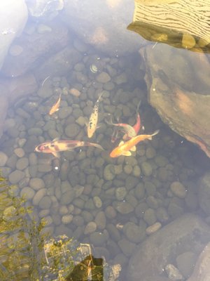 Adding to my Koi Pond