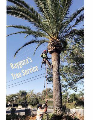 Palm tree trimming using teamwork!