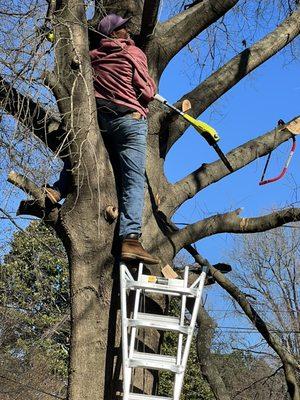 Tree Trimming