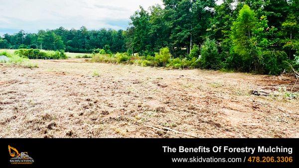 Forestry Mulching In Macon, GA