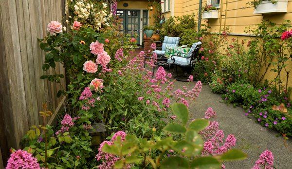 Arcata Stay's Rose Court Cottage vacation rental courtyard outdoor seating surrounded by English roses and perennials.