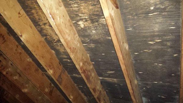 Another attic with mold before cleaning