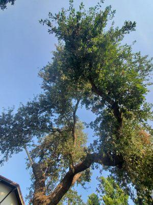 The "sick" oak tree they chopped down. They already removed a large section of branches.