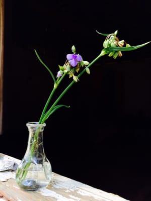 Wild flowers at Mission San Luis