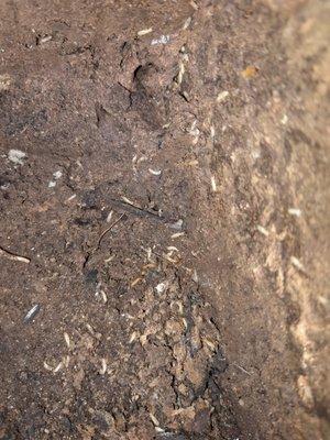 Subterranean Termites