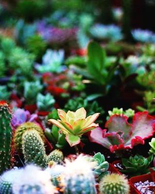 Jungle of Cactus and Succulents.  Photo by: Tanner Dean