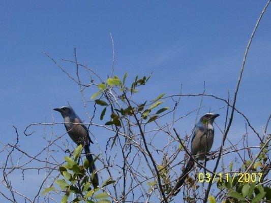 Scrub Jays - no construction during nesting season!