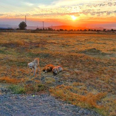 Enjoy wonderful wine country SONOMA sunrises