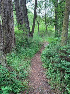 Tree-y part of the loop portion of the trail.