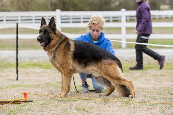 Vom Vollkommen German Shepherds