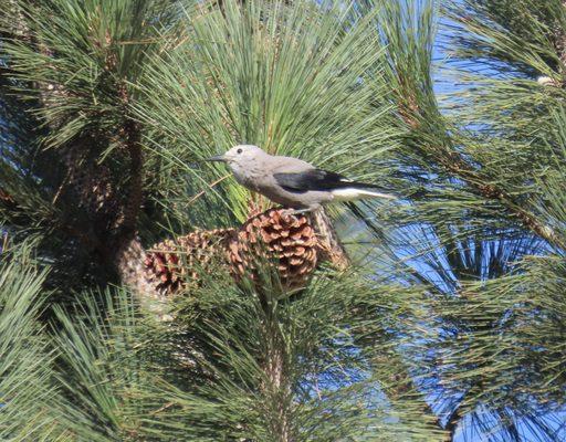 Clark's Nutcracker seen (and heard) overhead.