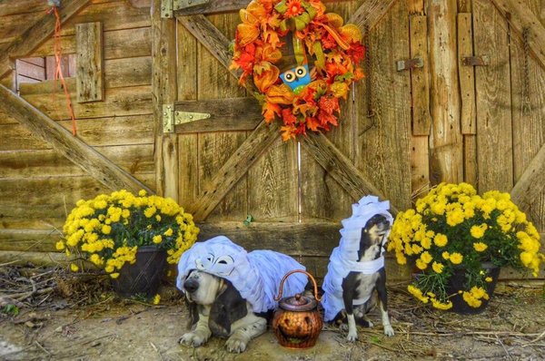 Halloween animal costume photos