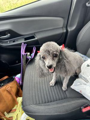 Firehouse Dog Grooming