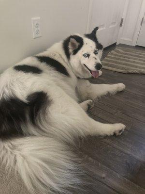 Pretty eyes. I had the chance to walk this handsome boy for a drop in request.