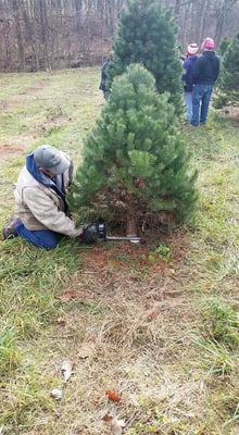 They come and cut tree for you if you like