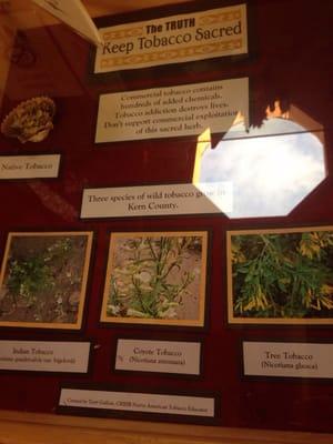 A display about tobacco use from native plants.