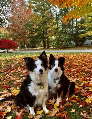 My pups in the fall