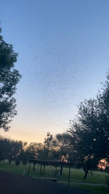 Mosquitoes by the tens of thousands. I had over 40 get in my RV from opening the door once.