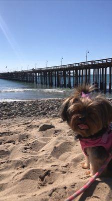 Sussie in her puppy cut