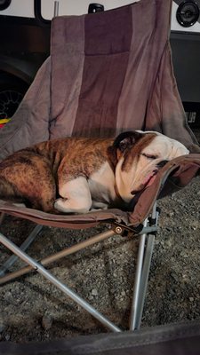 Bulldog, dog, groomer, nail trimming, pets