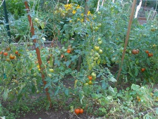 Tomatoes in one of the gardening plots cared for by kids.