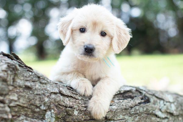 Medium F1 Female Goldendoodle Puppy