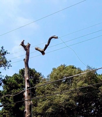 Tree Removal in Covington, GA